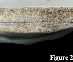 A dipped and sprigged white earthenware sherd in cross section, showing a thin blue line in the center of the sherd, where the sprig design was mounted - click on image to see a larger view.